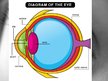 Prezentációk 'Anatomy of Eye', 2.                