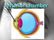 Prezentációk 'Anatomy of Eye', 7.                
