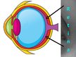 Prezentációk 'Anatomy of Eye', 10.                