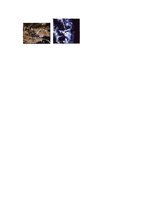 Kutatási anyagok 'The History of Bungee Jumping', 6.                