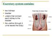 Prezentációk 'Excretory System', 2.                