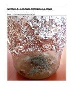 Kutatási anyagok 'A Study on the Effects of Mycorrhizal Symbiosis', 31.                