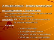 Kutatási anyagok 'A csontvázrendszer', 1.                