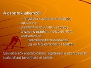 Kutatási anyagok 'A csontvázrendszer', 2.                