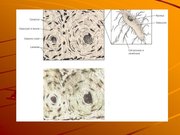 Kutatási anyagok 'A csontvázrendszer', 4.                