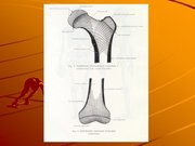 Kutatási anyagok 'A csontvázrendszer', 6.                
