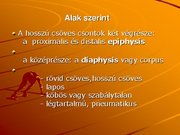 Kutatási anyagok 'A csontvázrendszer', 9.                