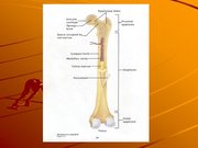Kutatási anyagok 'A csontvázrendszer', 10.                