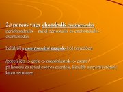 Kutatási anyagok 'A csontvázrendszer', 12.                