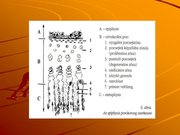 Kutatási anyagok 'A csontvázrendszer', 15.                