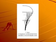 Kutatási anyagok 'A csontvázrendszer', 16.                