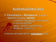 Kutatási anyagok 'A csontvázrendszer', 17.                