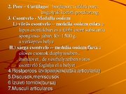 Kutatási anyagok 'A csontvázrendszer', 18.                