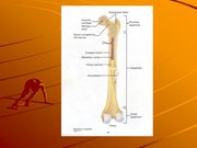 Kutatási anyagok 'A csontvázrendszer', 19.                