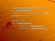 Kutatási anyagok 'A csontvázrendszer', 22.                