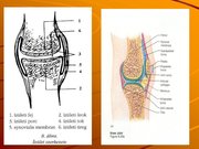 Kutatási anyagok 'A csontvázrendszer', 23.                