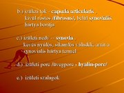 Kutatási anyagok 'A csontvázrendszer', 24.                