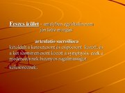 Kutatási anyagok 'A csontvázrendszer', 28.                