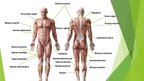 Prezentációk 'The Muscular System', 2.                