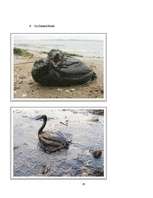 Kutatási anyagok 'Ecological Problems in Latvia and in the World', 31.                