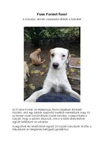 Esszék 'Fuss Forest fuss!', 1.                