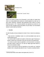 Kutatási anyagok 'Semantik der Fachwörter aus dem Bereich Brücken, Straßen und Wegebau', 25.                