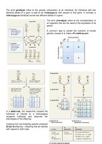 Összefoglalók, jegyzetek 'Mendelian Patterns of Inheritance', 2.                