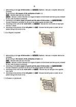 Összefoglalók, jegyzetek 'Consonants Phonetics', 4.                