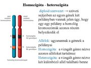 Prezentációk 'Egy gén által meghatározott tulajdonság öröklődése', 3.                