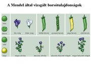 Prezentációk 'Egy gén által meghatározott tulajdonság öröklődése', 8.                