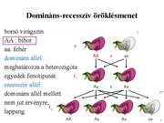 Prezentációk 'Egy gén által meghatározott tulajdonság öröklődése', 9.                