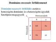Prezentációk 'Egy gén által meghatározott tulajdonság öröklődése', 10.                