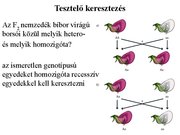 Prezentációk 'Egy gén által meghatározott tulajdonság öröklődése', 11.                