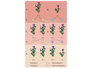 Prezentációk 'Egy gén által meghatározott tulajdonság öröklődése', 13.                