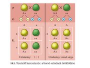 Prezentációk 'Egy gén által meghatározott tulajdonság öröklődése', 15.                