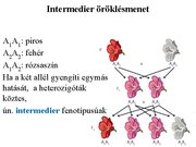 Prezentációk 'Egy gén által meghatározott tulajdonság öröklődése', 19.                