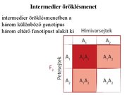 Prezentációk 'Egy gén által meghatározott tulajdonság öröklődése', 20.                