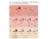 Prezentációk 'Egy gén által meghatározott tulajdonság öröklődése', 22.                