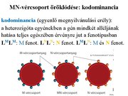 Prezentációk 'Egy gén által meghatározott tulajdonság öröklődése', 24.                