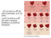 Prezentációk 'Egy gén által meghatározott tulajdonság öröklődése', 25.                