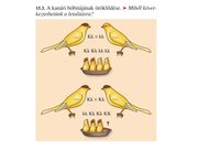 Prezentációk 'Egy gén által meghatározott tulajdonság öröklődése', 29.                