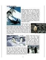 Kutatási anyagok 'Penguins', 3.                