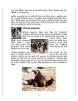 Kutatási anyagok 'Penguins', 4.                