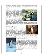 Kutatási anyagok 'Penguins', 5.                