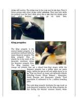 Kutatási anyagok 'Penguins', 11.                