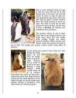 Kutatási anyagok 'Penguins', 12.                