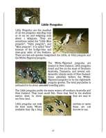 Kutatási anyagok 'Penguins', 13.                