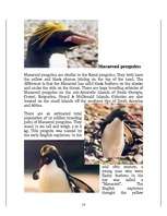 Kutatási anyagok 'Penguins', 14.                