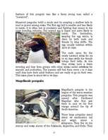 Kutatási anyagok 'Penguins', 15.                