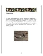 Kutatási anyagok 'Penguins', 19.                